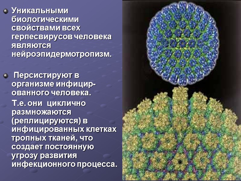 Уникальными биологическими свойствами всех герпесвирусов человека являются нейроэпидермотропизм.   Персистируют в организме инфицир-ованного